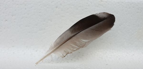 Close-up of feather against white wall