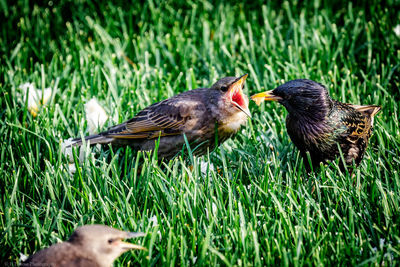 Close-up of mallard duck on grass
