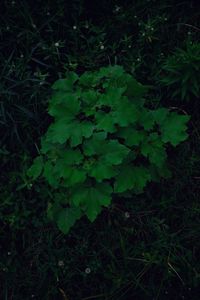 Close-up of fresh green plant on field