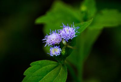 Close-up of purple flowers blooming outdoors