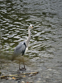 High angle view of gray heron perching in water