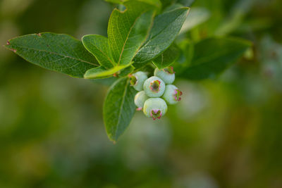 plant part