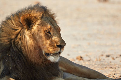 The majestic kalahari lion, botswana