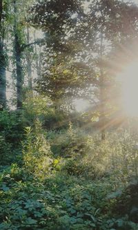 Trees in forest