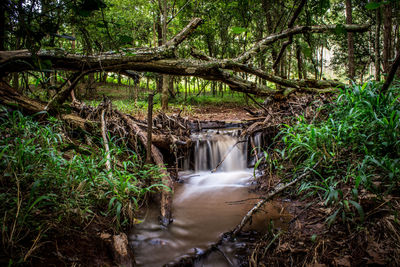 Stream flowing amidst trees in forest