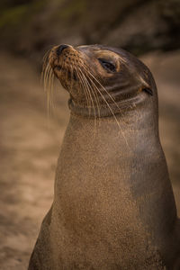 Close-up of seal at beach