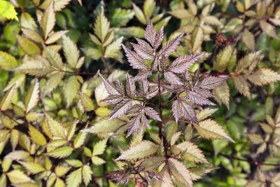 Close-up of green leaves