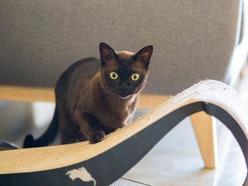 Close-up portrait of cat at home