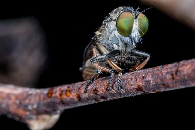 Close-up of butterfly perching on metal