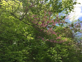 Low angle view of flowering tree in forest