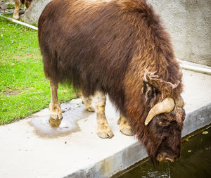 High angle view of horse drinking water