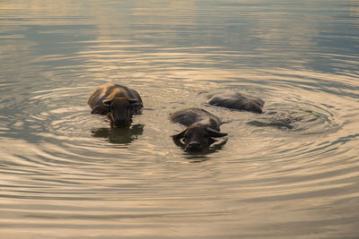 Ducks swimming in lake