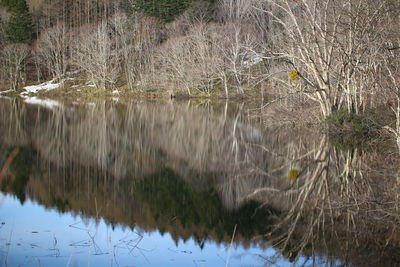 Close-up of grass in lake