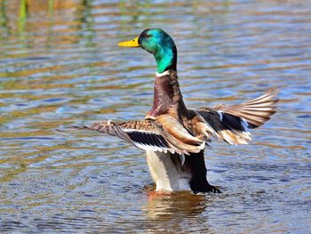 Bird flying over lake