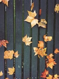 Close-up of maple leaves