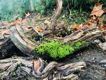 High angle view of tree stump in forest