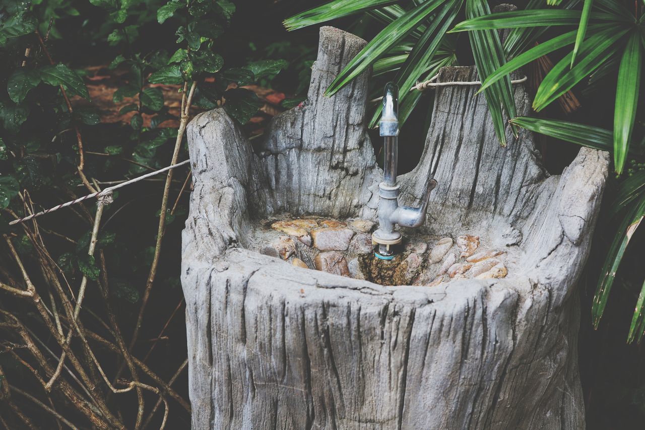 CLOSE-UP OF TREE TRUNK WITH PLANTS