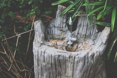 Close-up of tree trunk