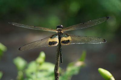 Close-up of dragonfly on plant