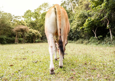 View of a horse grazing in field