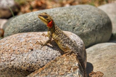 Close-up of lizard on rock