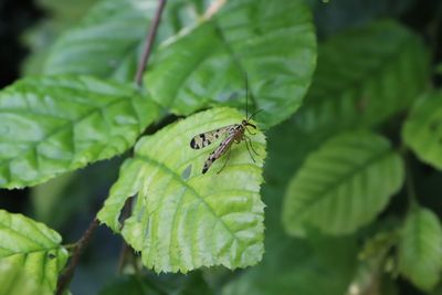 Close-up of insect on leaf