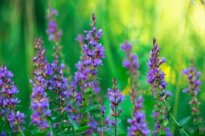 Close-up of purple flowers blooming outdoors