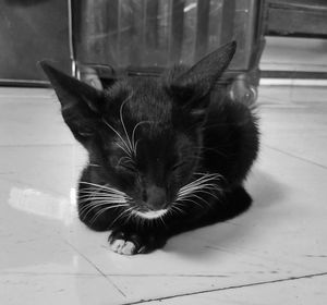 Close-up of cat sitting on floor