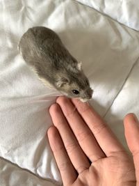 Close-up of hamster on bed