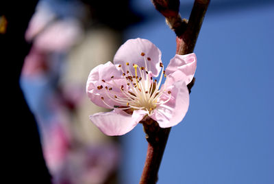 Close-up of pink cherry blossom