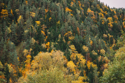 High angle view of trees in forest during autumn