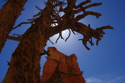 Low angle view of tree against blue sky