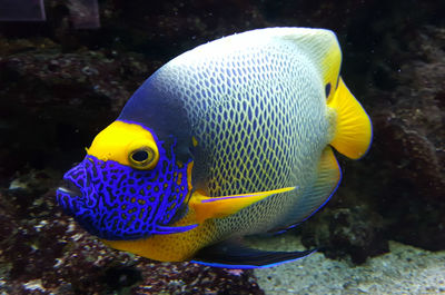 Close-up of fish underwater