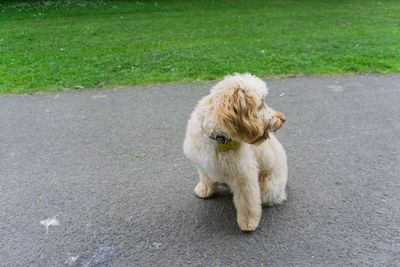 Dog sitting on grass