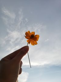 Low angle view of hand holding flowering plant against sky