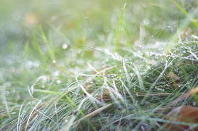 Close-up of grass