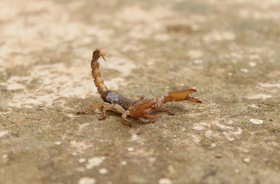 Close-up of lizard