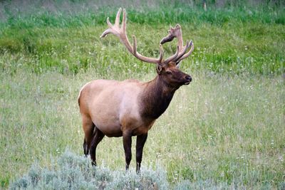 Deer standing on field