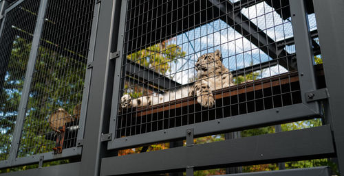 Low angle view of cat in cage against building