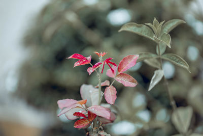 Close-up of pink flowering plant