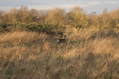 Plants growing on land