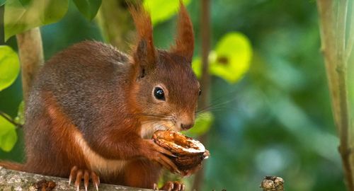 Close-up of squirrel