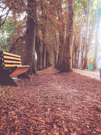 Bench in park during autumn