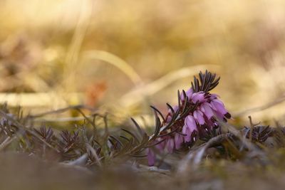 Close-up of purple flowers