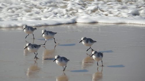 Birds in water