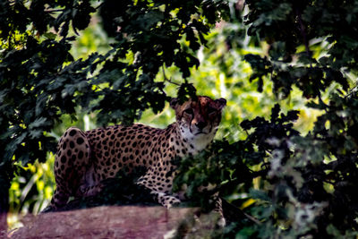 View of a cat on tree