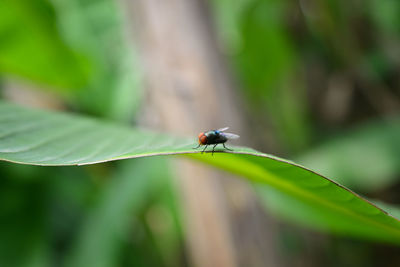 Close-up of insect on leaf