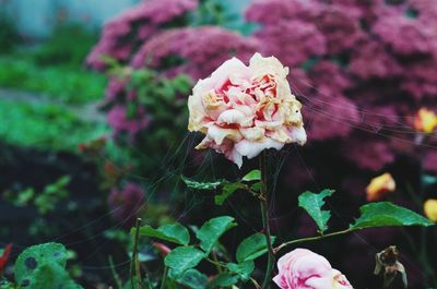 Close-up of pink rose on plant