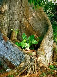 Close-up of tree trunk