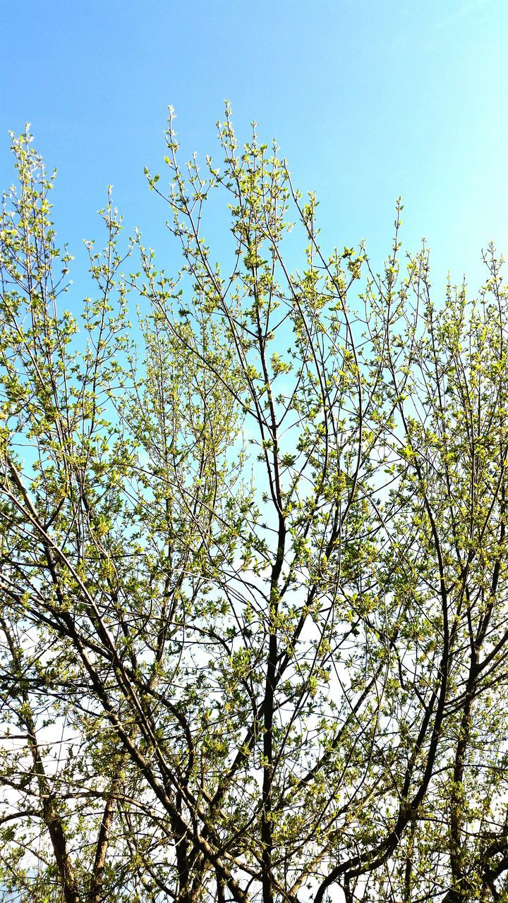 low angle view, clear sky, branch, tree, growth, nature, flower, beauty in nature, blue, freshness, sky, day, yellow, outdoors, tranquility, high section, no people, fragility, blossom, copy space